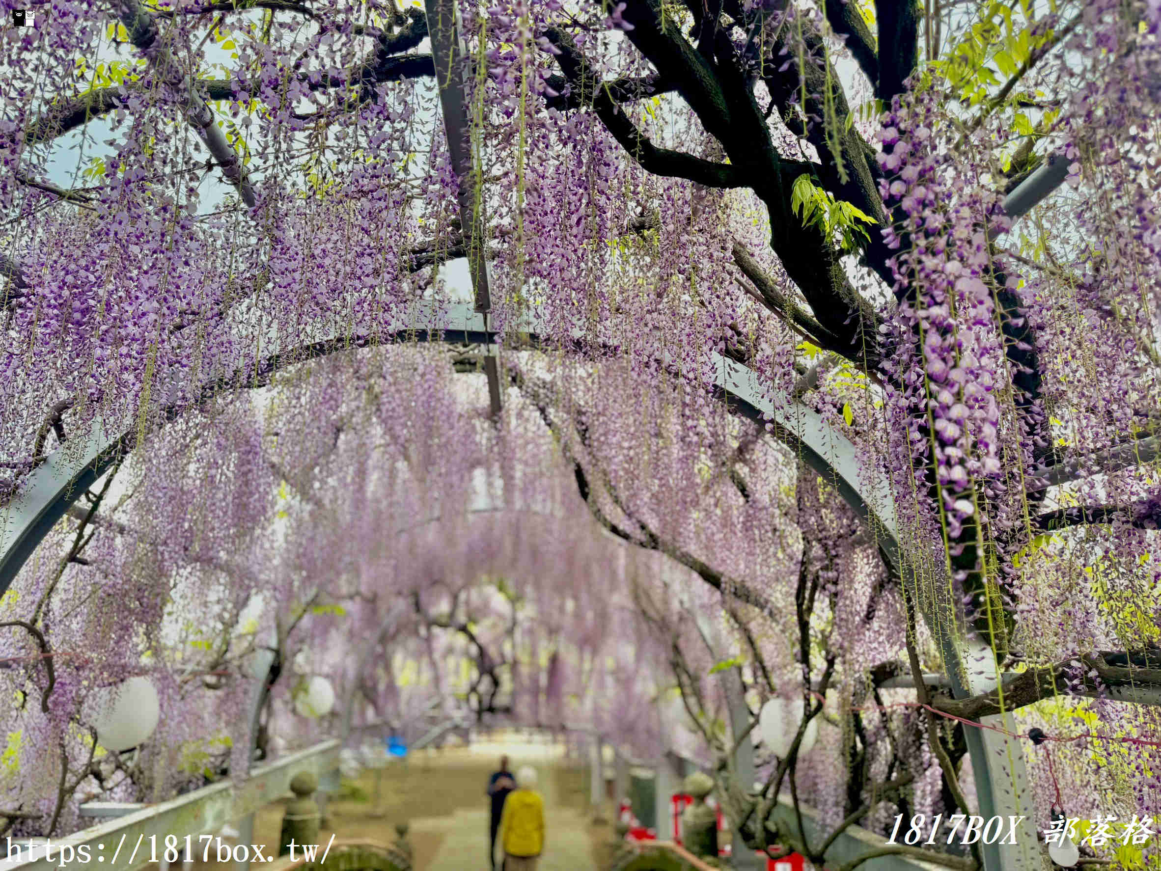 【福岡景點】中山大藤祭：走進300年歷史的紫色瀑布！最新花期、免門票交通攻略