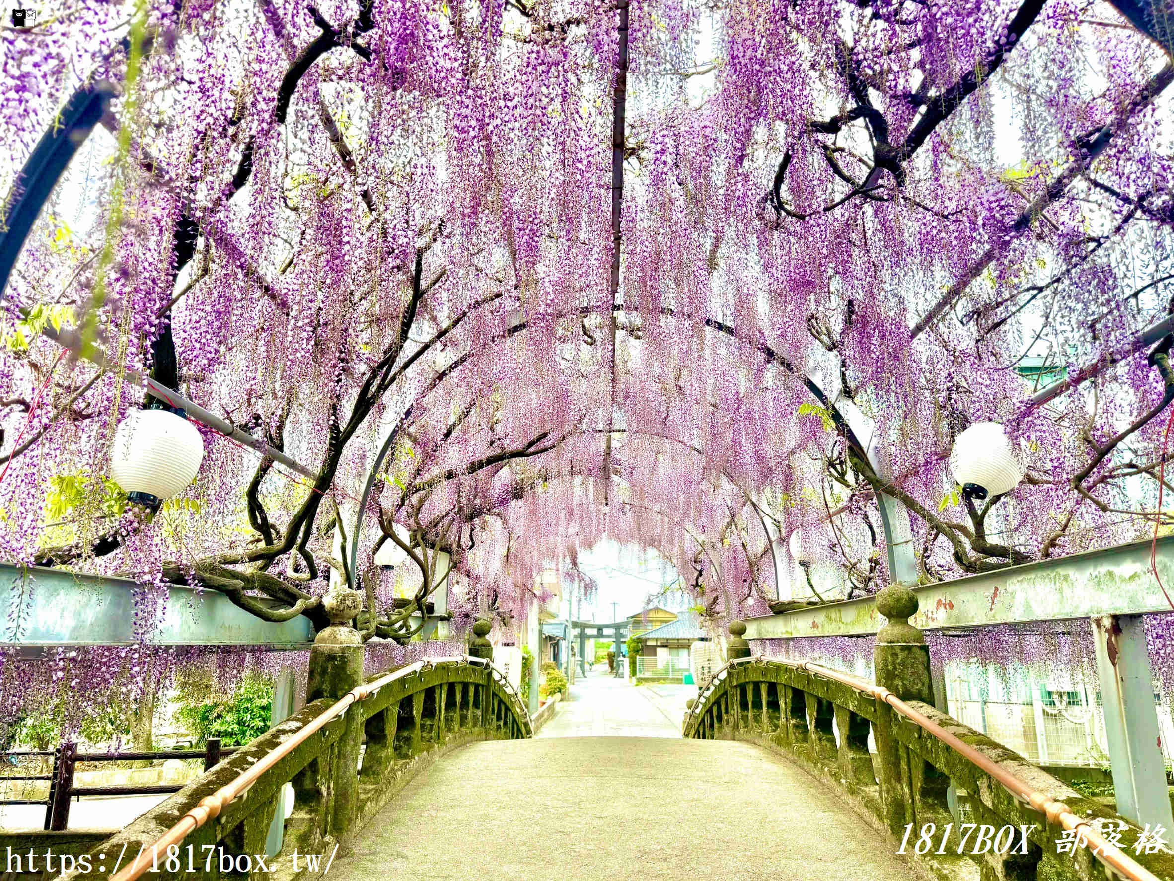 【福岡景點】中山大藤祭：走進300年歷史的紫色瀑布！最新花期、免門票交通攻略