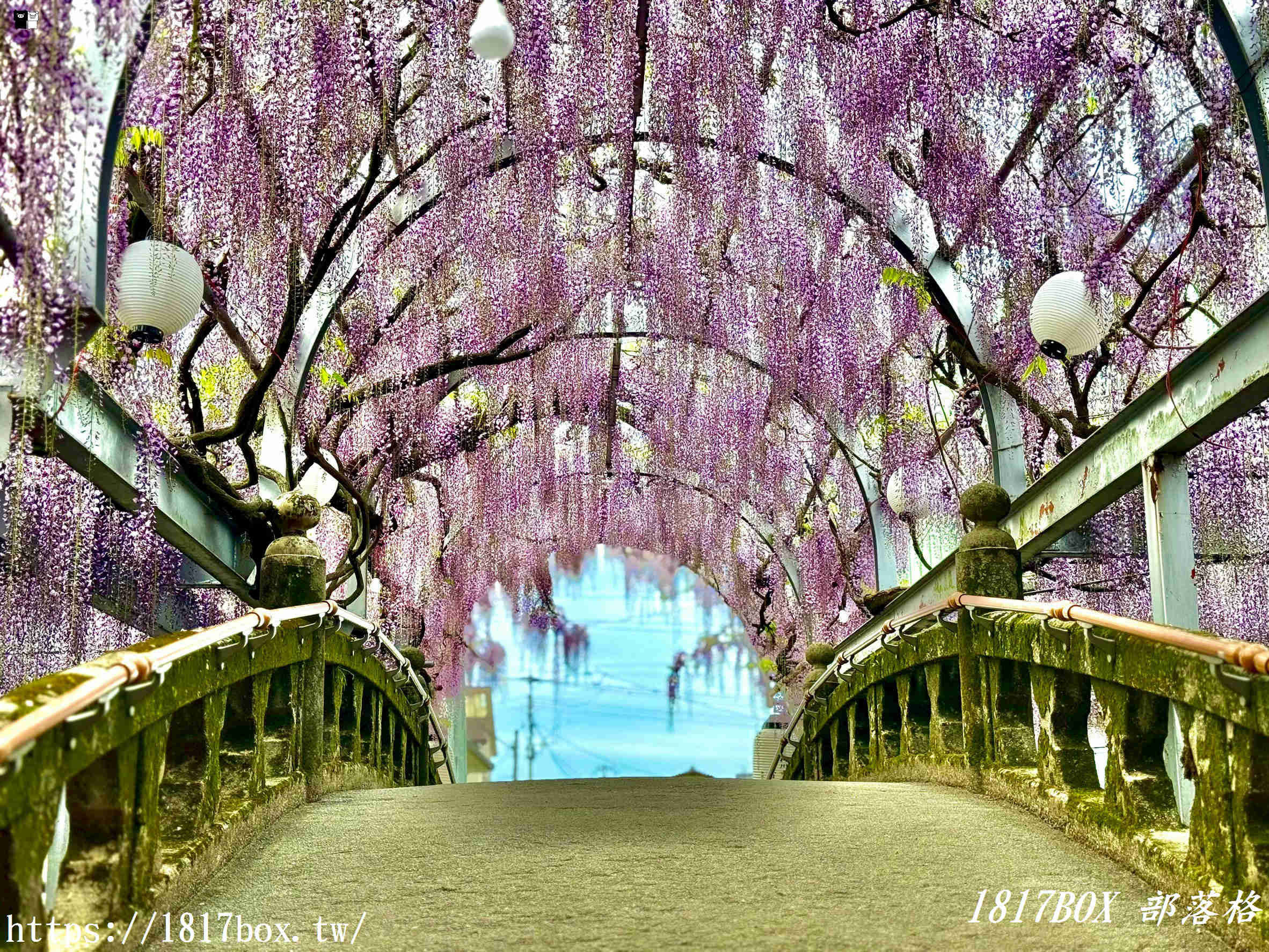 【福岡景點】中山大藤祭：走進300年歷史的紫色瀑布！最新花期、免門票交通攻略