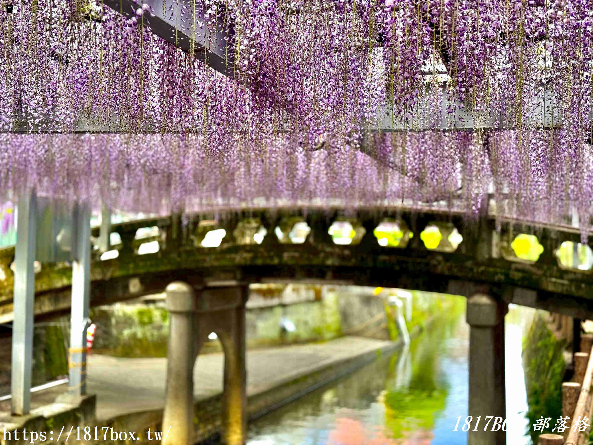 【福岡景點】中山大藤祭：走進300年歷史的紫色瀑布！最新花期、免門票交通攻略