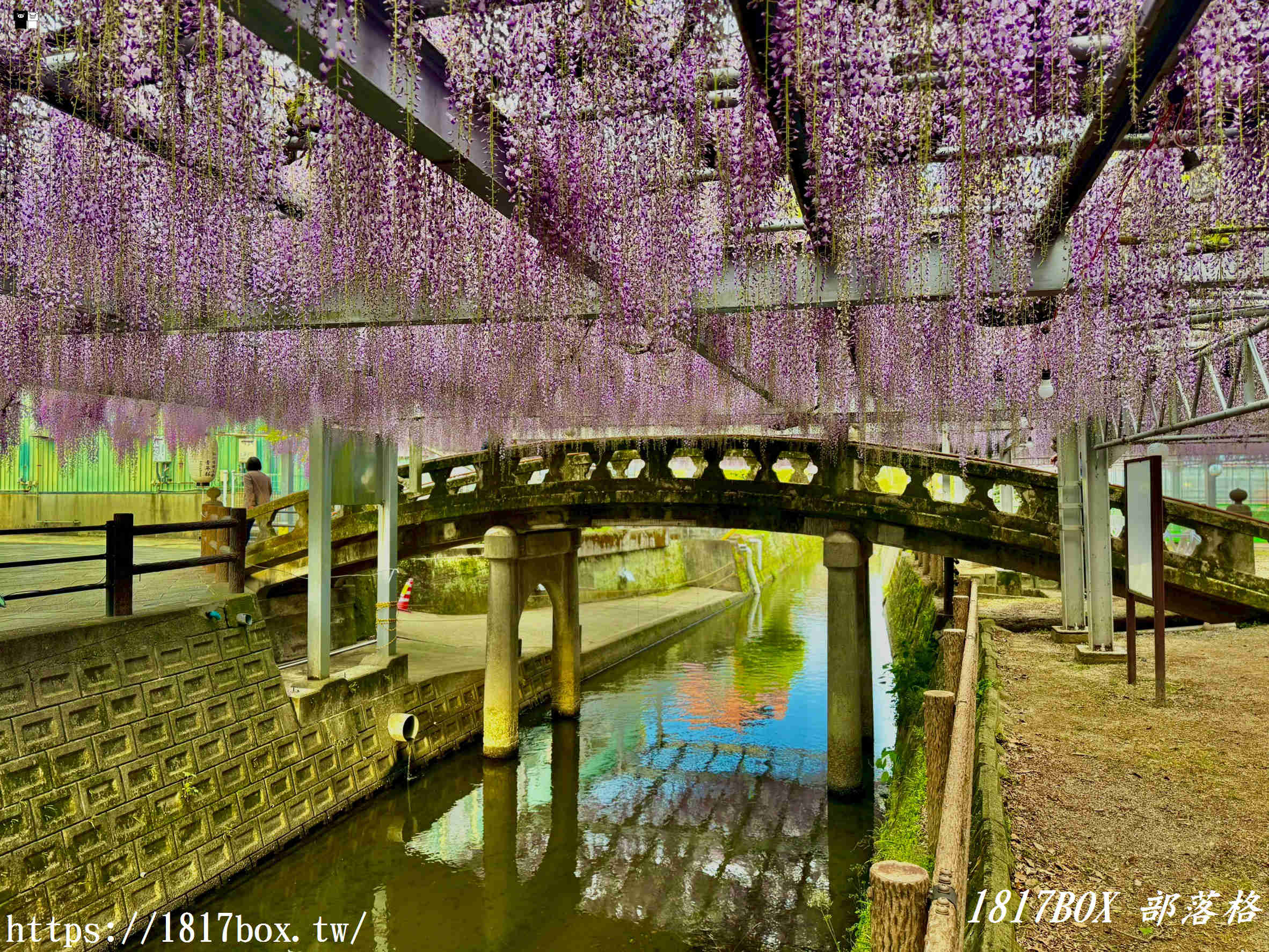 【福岡景點】中山大藤祭：走進300年歷史的紫色瀑布！最新花期、免門票交通攻略