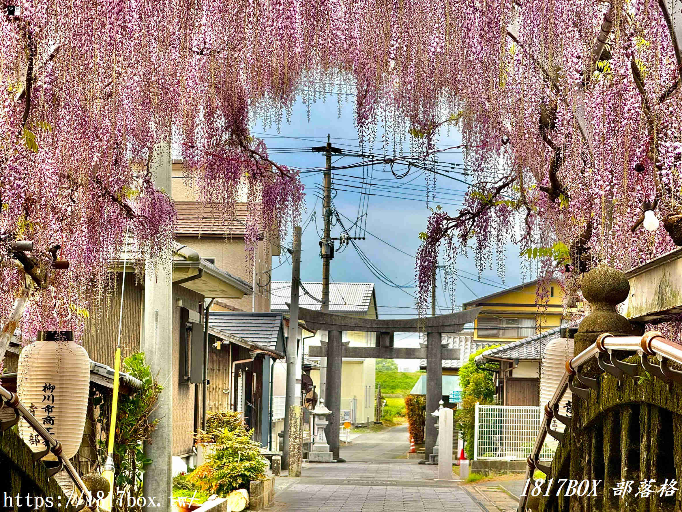 【福岡景點】中山大藤祭：走進300年歷史的紫色瀑布！最新花期、免門票交通攻略