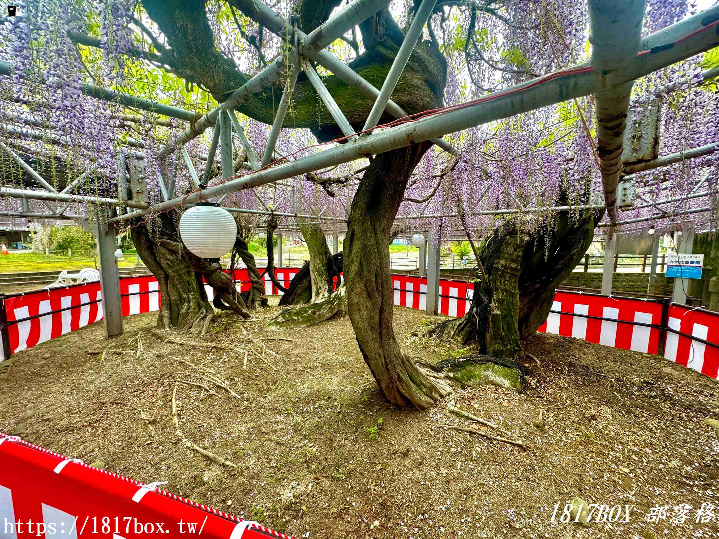 【福岡景點】中山大藤祭：走進300年歷史的紫色瀑布！最新花期、免門票交通攻略