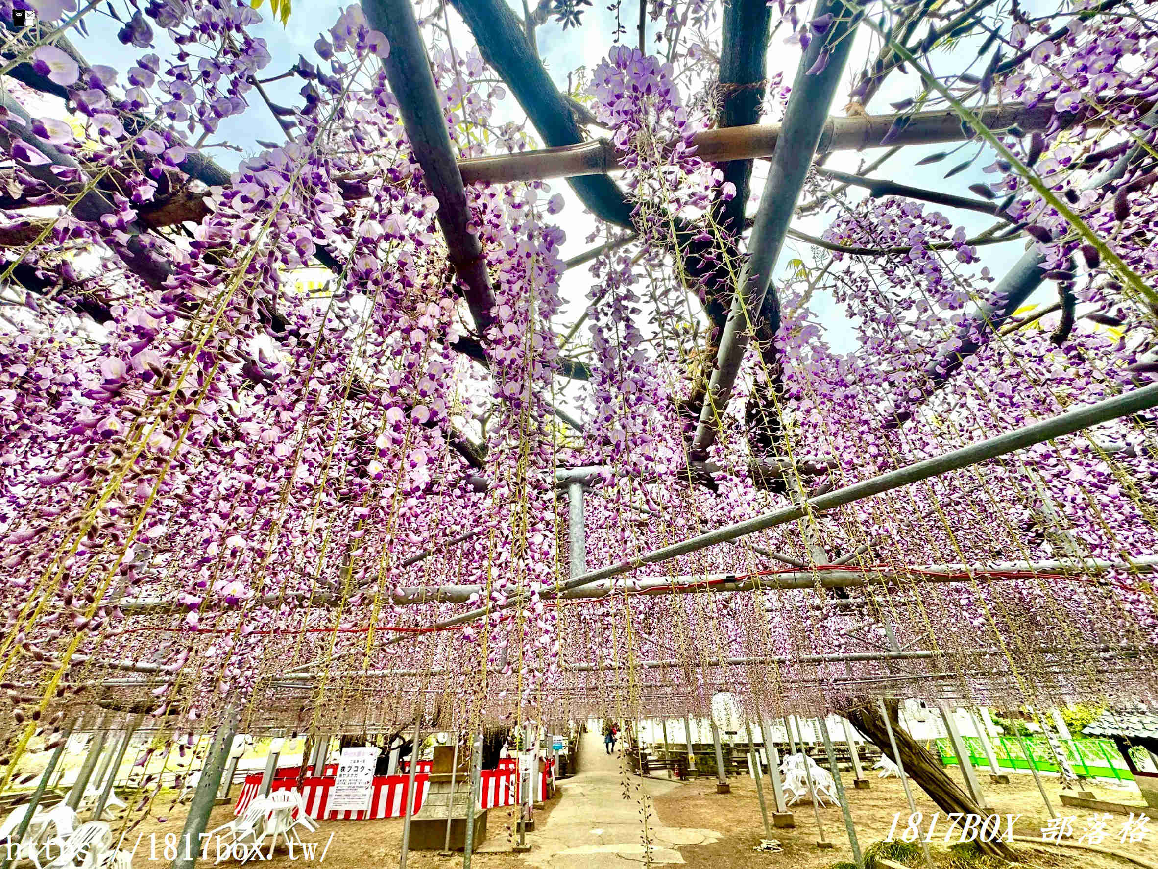 【福岡景點】中山大藤祭：走進300年歷史的紫色瀑布！最新花期、免門票交通攻略