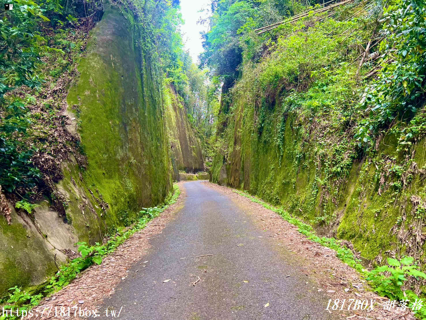 網美打卡新祕境！深入九州巨石裂縫「岩隈山の切通し」，彷彿走進宮崎駿動畫的異世界峽谷