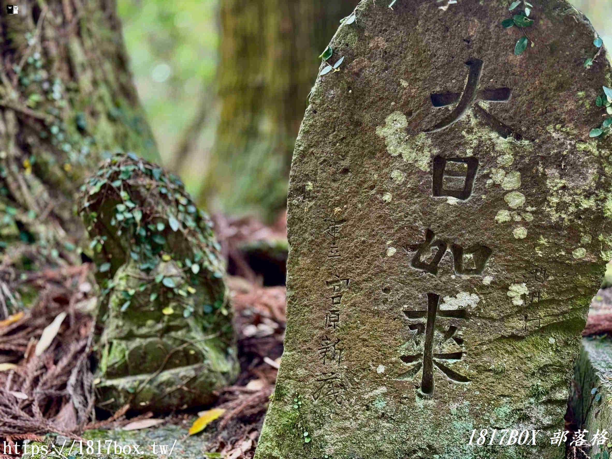 網美打卡新祕境！深入九州巨石裂縫「岩隈山の切通し」，彷彿走進宮崎駿動畫的異世界峽谷