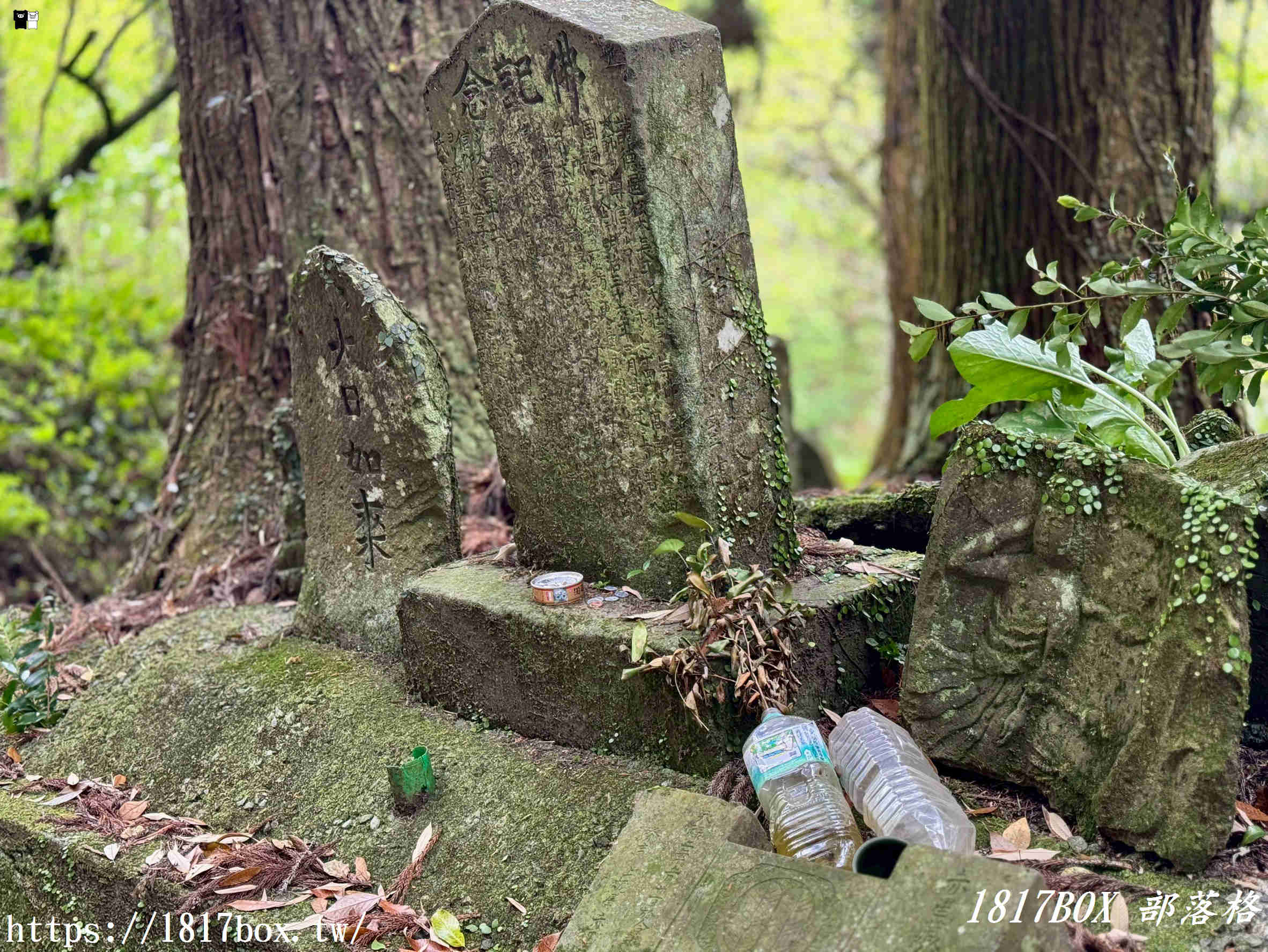 網美打卡新祕境！深入九州巨石裂縫「岩隈山の切通し」，彷彿走進宮崎駿動畫的異世界峽谷