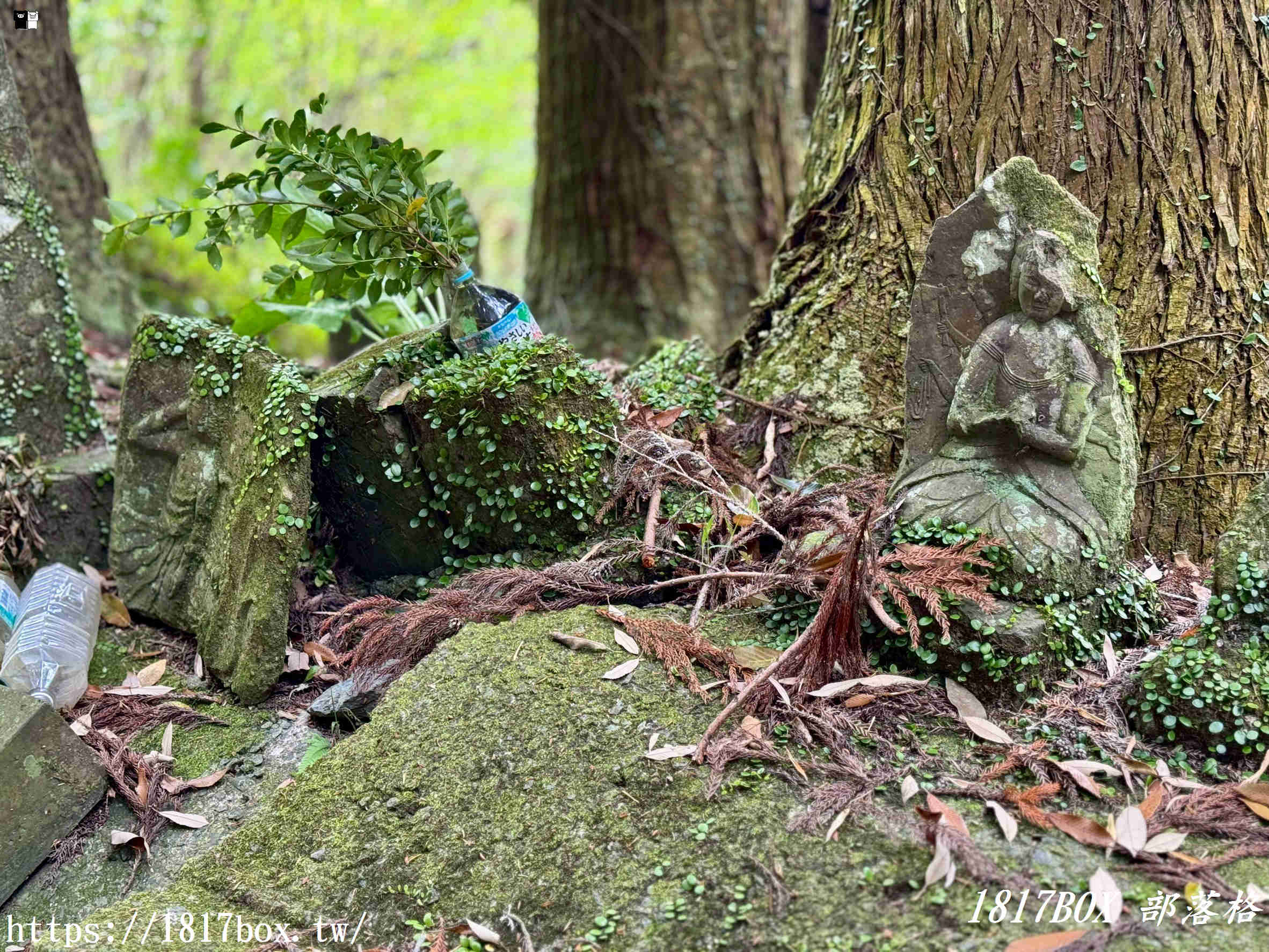 網美打卡新祕境！深入九州巨石裂縫「岩隈山の切通し」，彷彿走進宮崎駿動畫的異世界峽谷