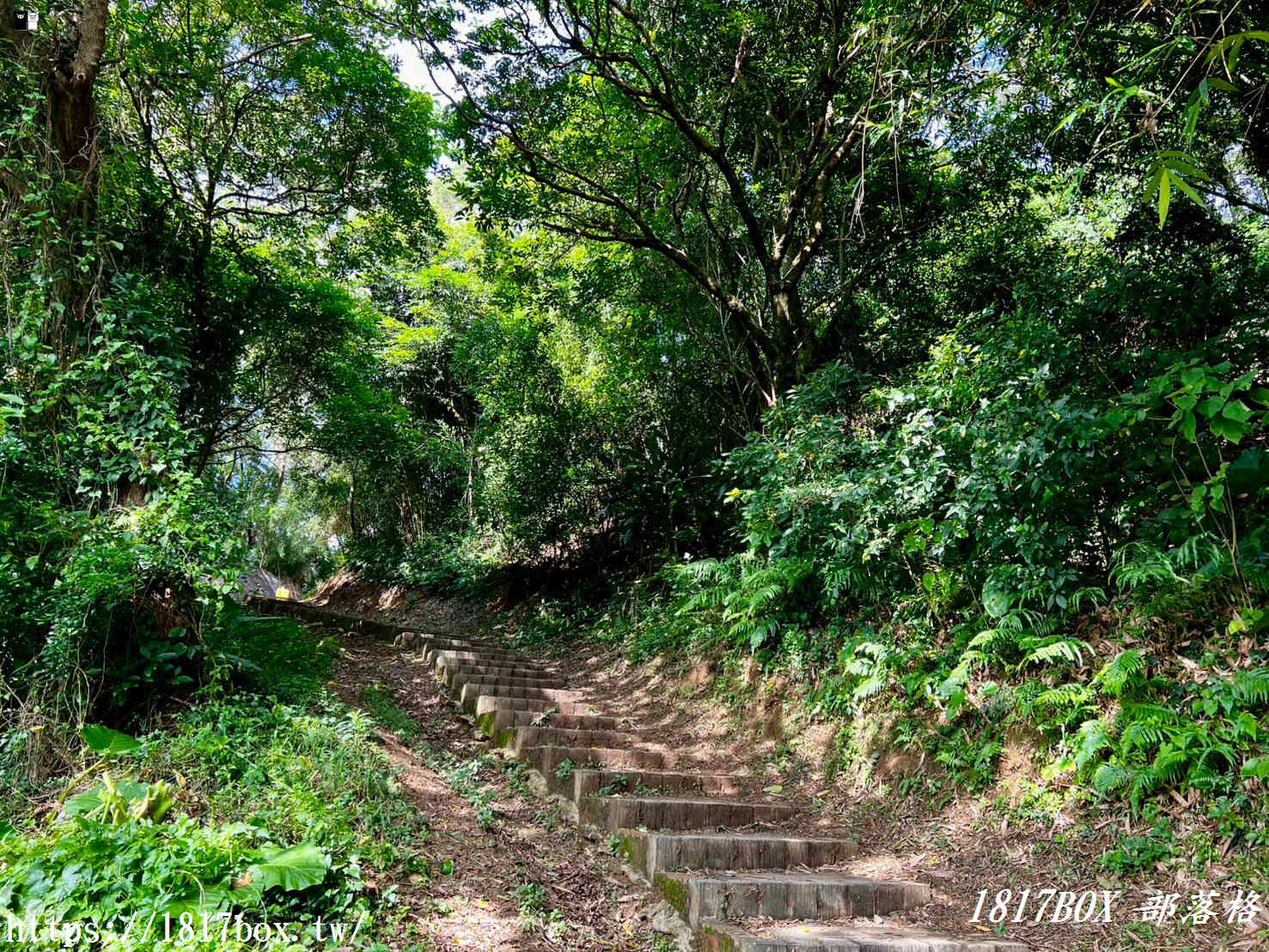 俯瞰高鐵疾馳！新竹新埔「文山步道」：免半小時登頂、絕美木棧道全攻略