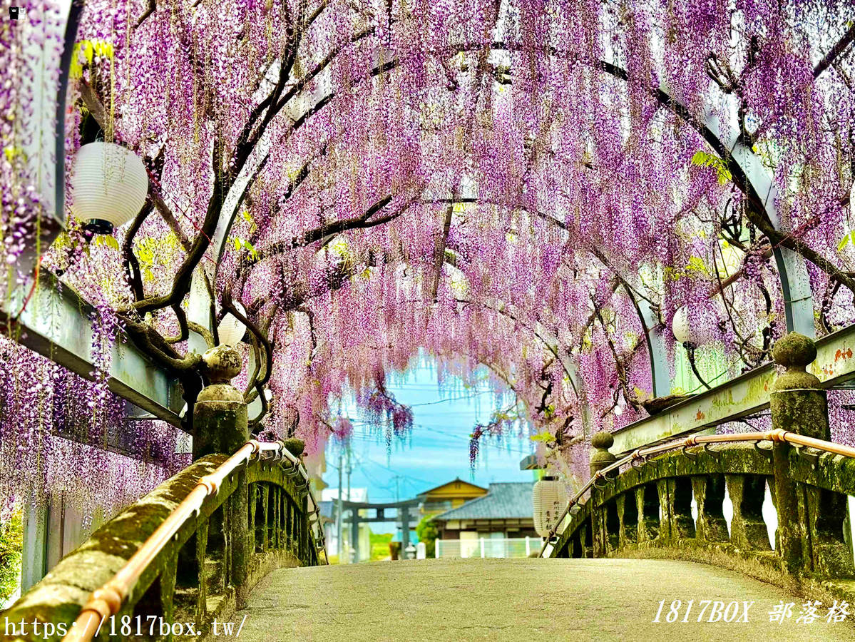 網站近期文章：【福岡景點】中山大藤祭：走進300年歷史的紫色瀑布！最新花期、免門票交通攻略