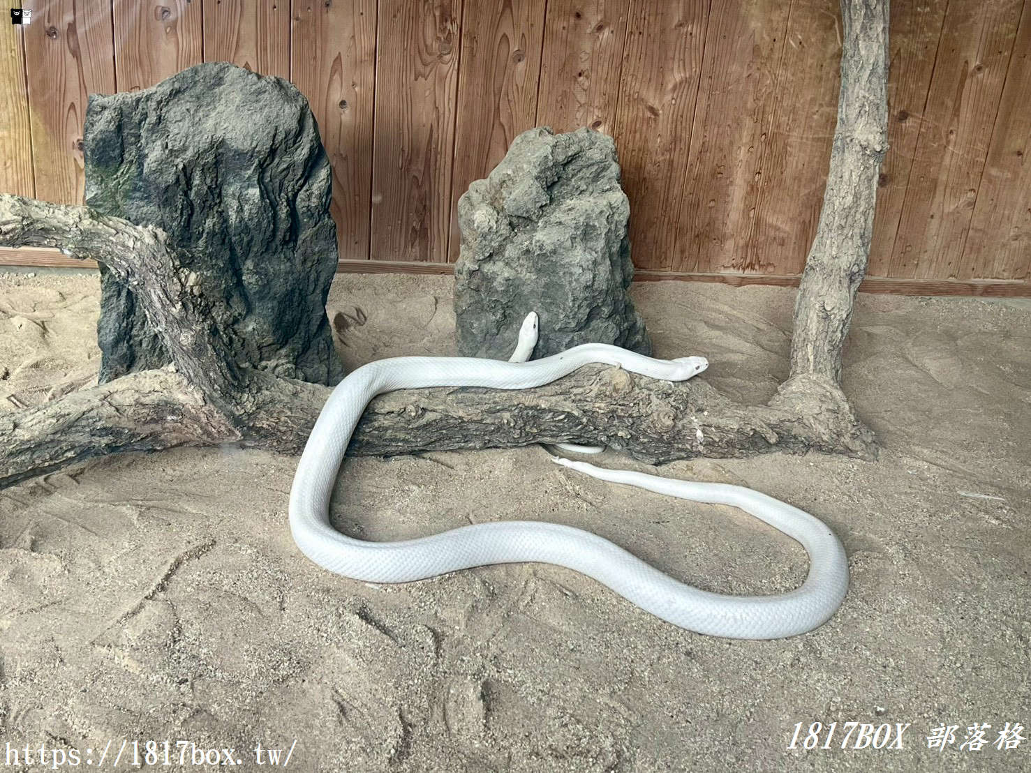 【九州阿蘇秘境】赤水蛇石神社:內行人才懂的求財聖地!來看活體白蛇、貼名片發大財,據說中樂透超靈驗! 【九州阿蘇秘境】赤水蛇石神社:內行人才懂的求財聖地!來看活體白蛇、貼名片發大財,據說中樂透超靈驗!