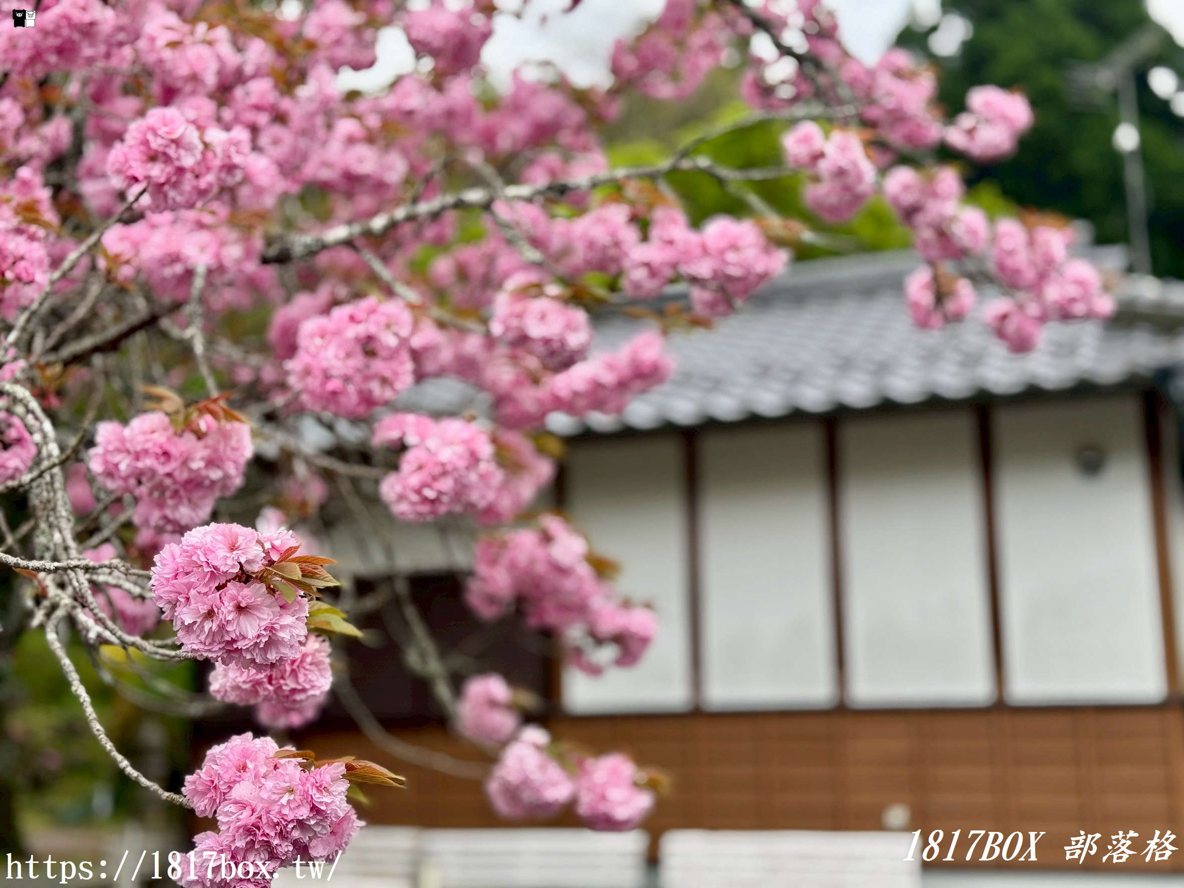 【九州阿蘇秘境】赤水蛇石神社:內行人才懂的求財聖地!來看活體白蛇、貼名片發大財,據說中樂透超靈驗! 【九州阿蘇秘境】赤水蛇石神社:內行人才懂的求財聖地!來看活體白蛇、貼名片發大財,據說中樂透超靈驗!