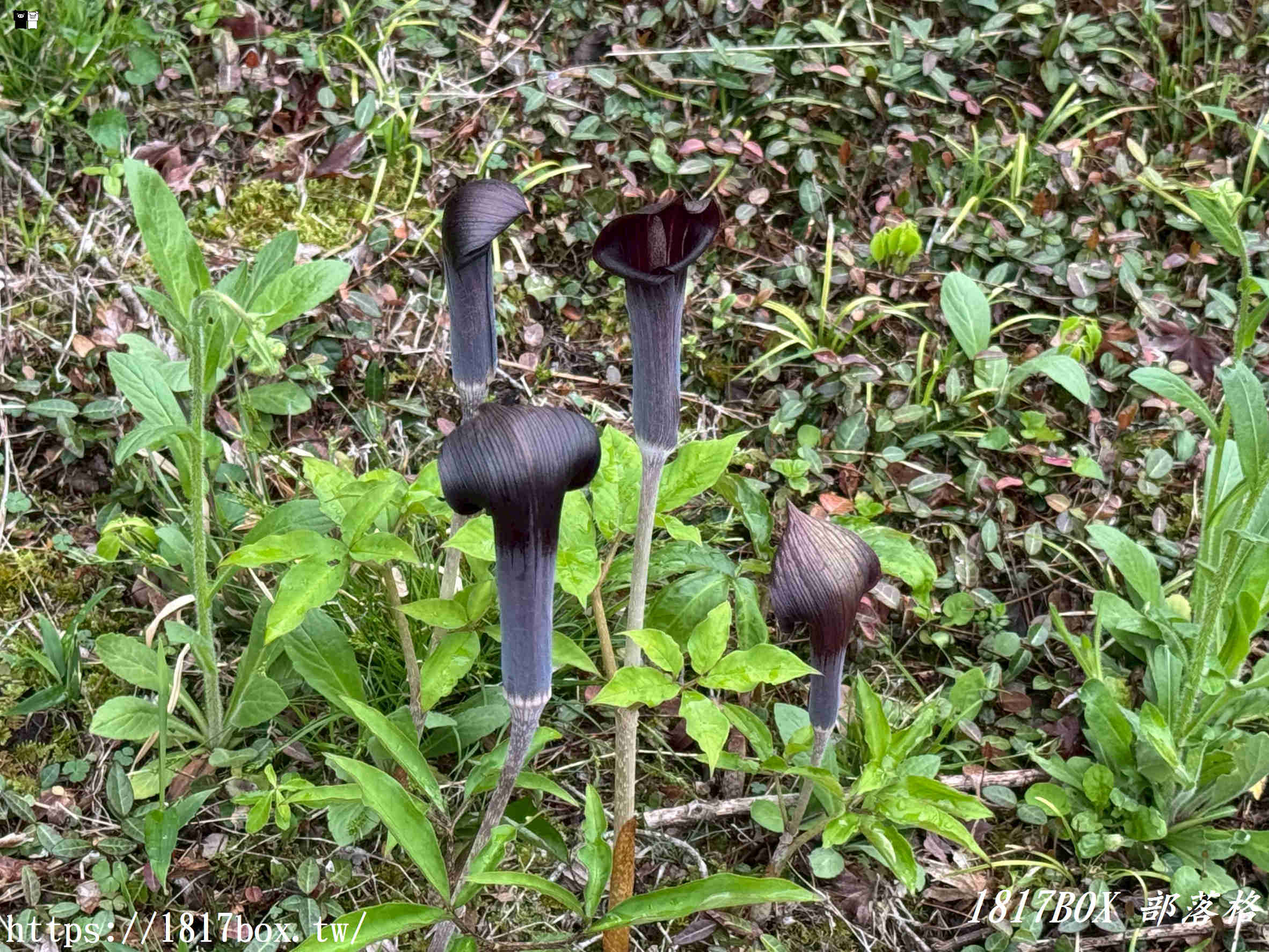 【九州阿蘇秘境】赤水蛇石神社：內行人才懂的求財聖地！來看活體白蛇、貼名片發大財，據說中樂透超靈驗！