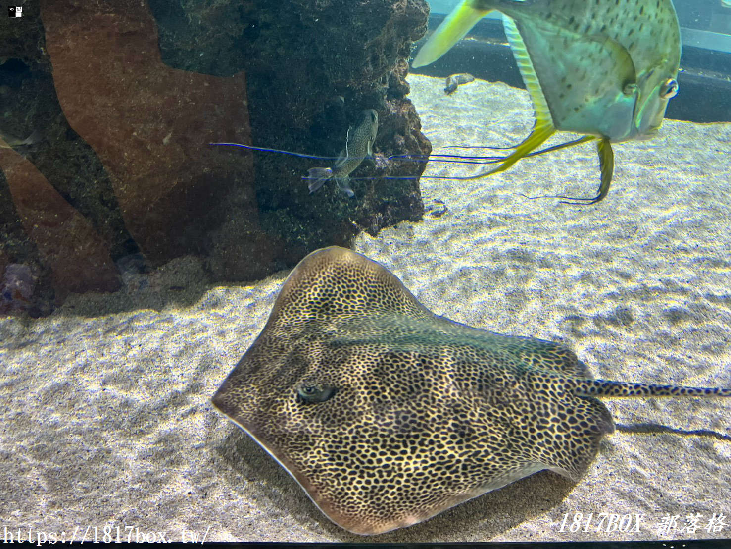 台中海線必訪景點！台中海洋館深度遊記：黑潮大洋缸震撼餵食秀、療癒水母牆、限定企象雞蛋糕與五樓海景下午茶