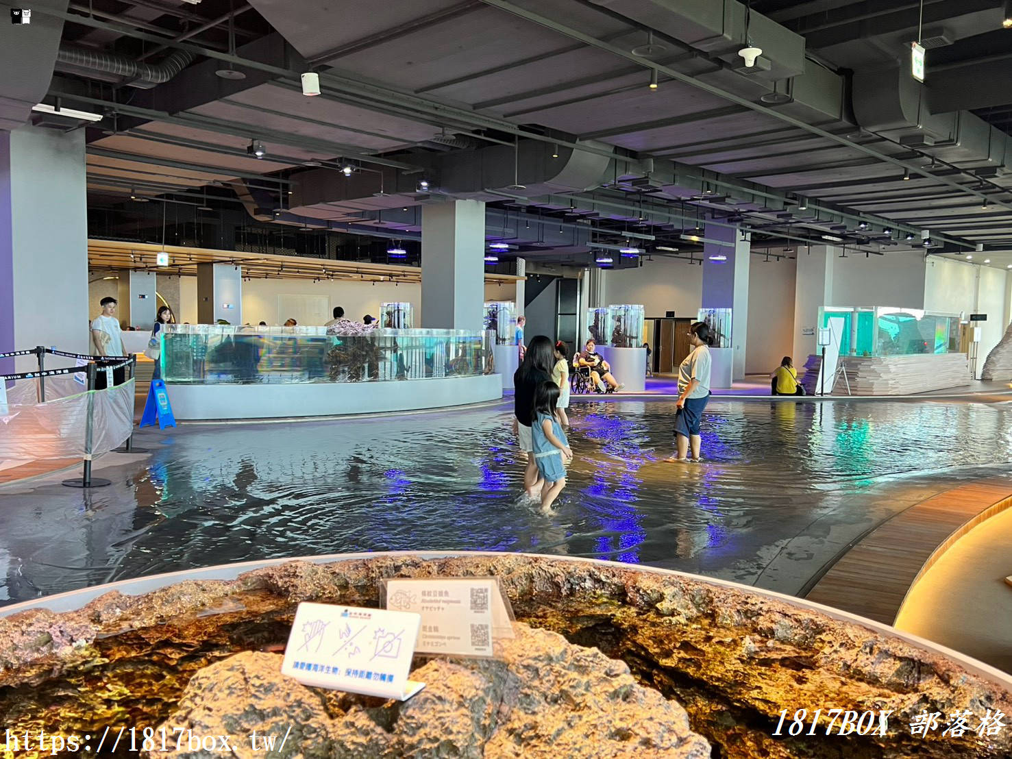 台中海線必訪景點！台中海洋館深度遊記：黑潮大洋缸震撼餵食秀、療癒水母牆、限定企象雞蛋糕與五樓海景下午茶
