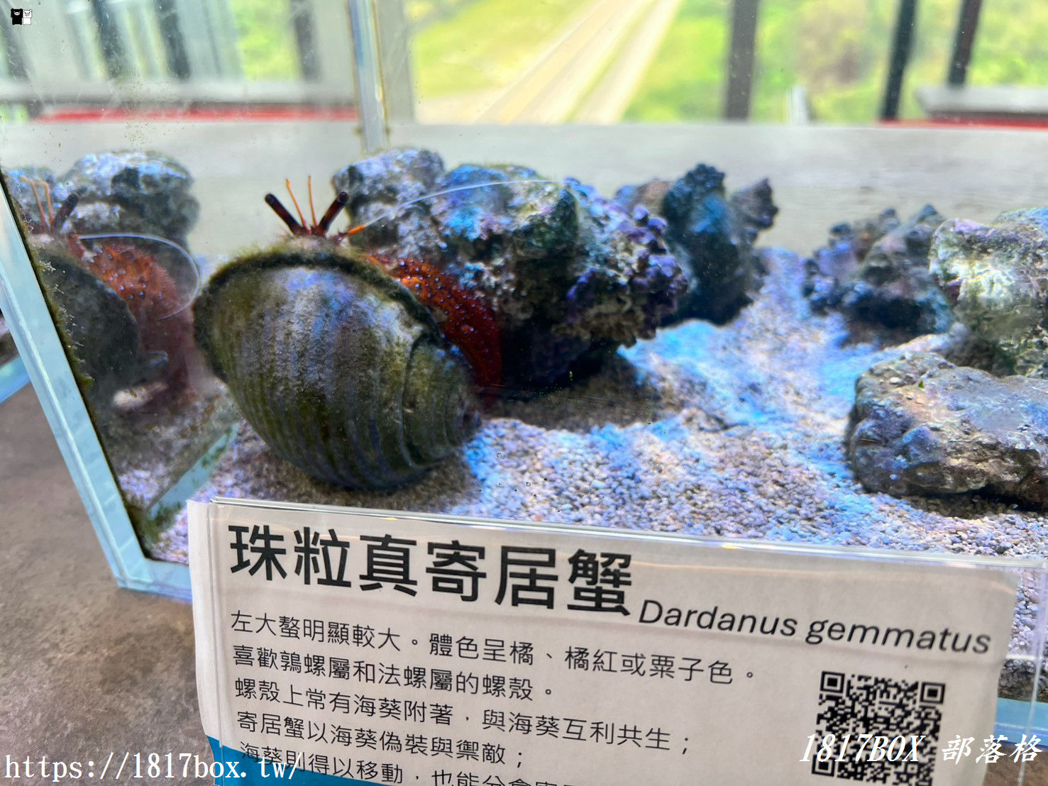 台中海線必訪景點！台中海洋館深度遊記：黑潮大洋缸震撼餵食秀、療癒水母牆、限定企象雞蛋糕與五樓海景下午茶