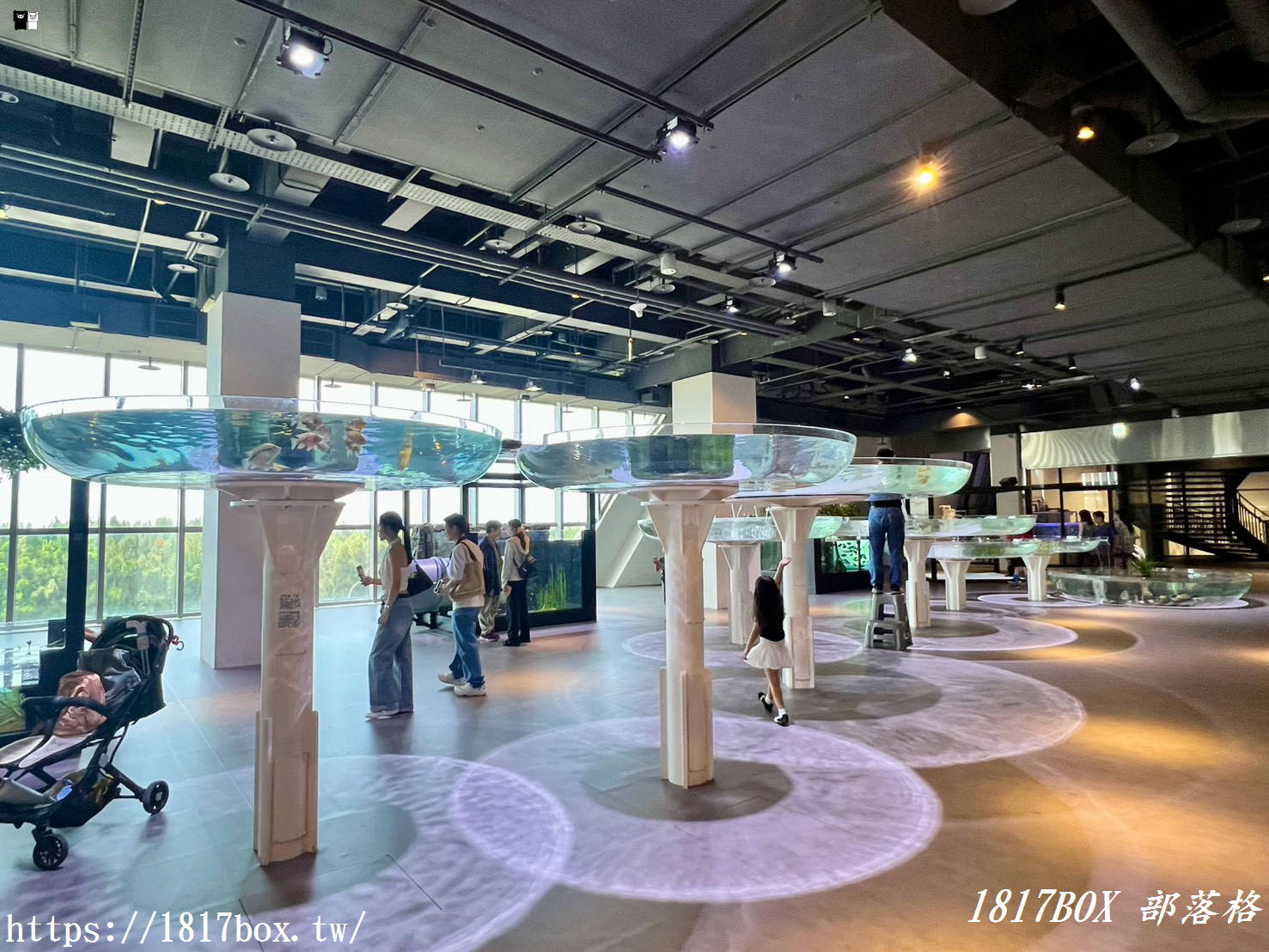 台中海線必訪景點！台中海洋館深度遊記：黑潮大洋缸震撼餵食秀、療癒水母牆、限定企象雞蛋糕與五樓海景下午茶