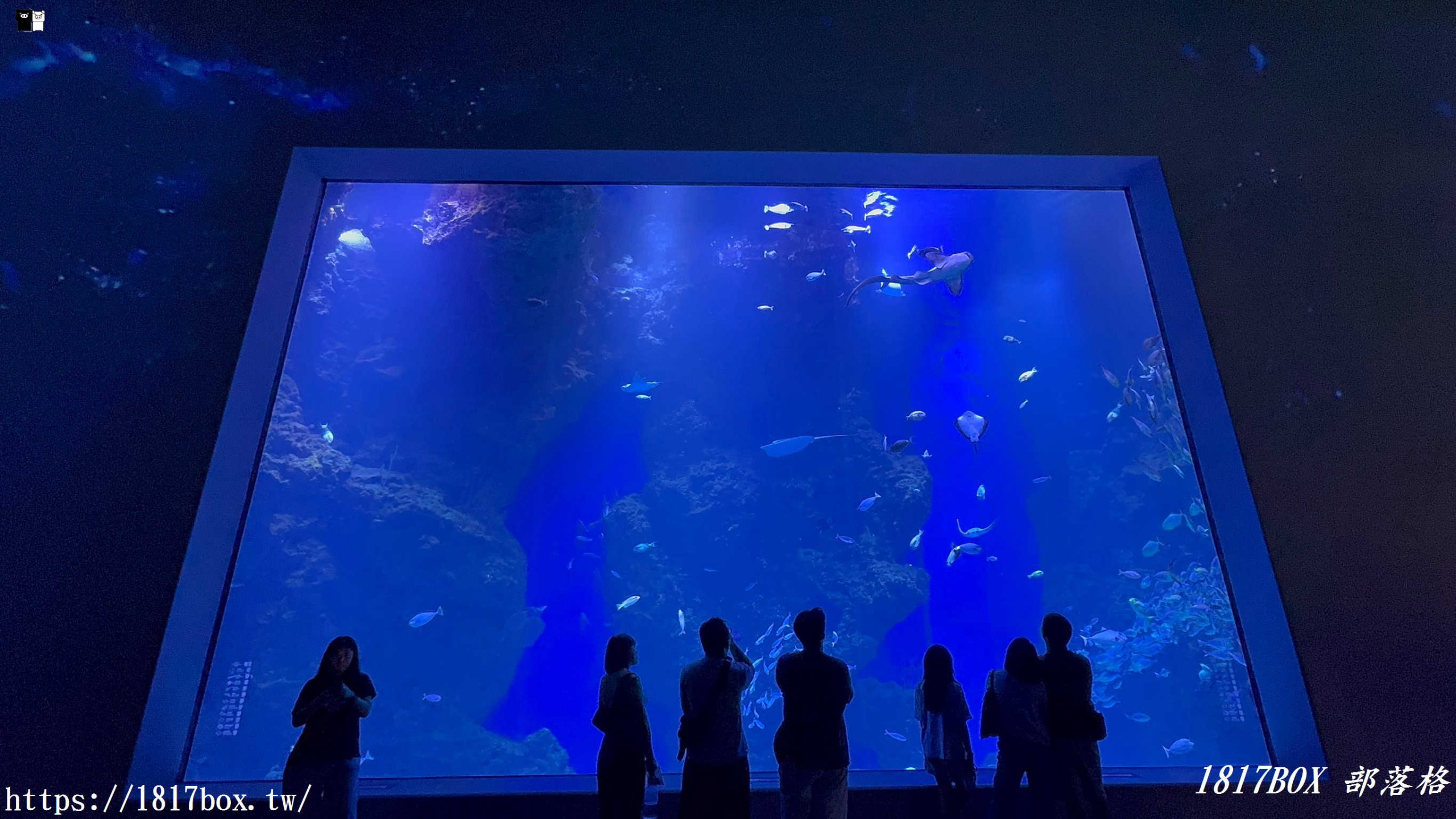 台中海線必訪景點！台中海洋館深度遊記：黑潮大洋缸震撼餵食秀、療癒水母牆、限定企象雞蛋糕與五樓海景下午茶