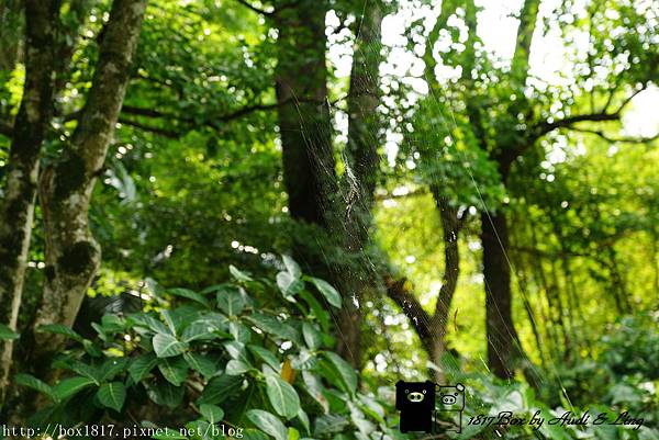 【台中。石岡】電火圳生態步道。生態豐富。景色優美。石岡的後花園