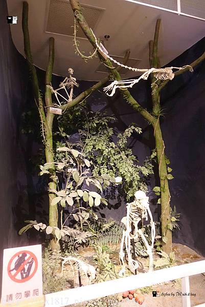 【台南。新市】南台灣最具規模的自然史博物館。首座以骨骼標本展示的博物館。樹谷生活科學館。台南親子旅遊景點