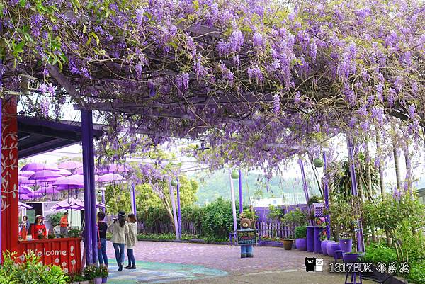【苗栗。西湖】噢哈娜咖啡屋。紫藤花開。走進紫色夢幻裝置風場景。苗栗西湖順遊景點