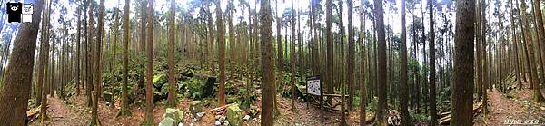 【台中。和平】橫嶺山登山步道。蕃嶺山。橫嶺山主峰。雪山西稜最後一座2000公尺以上的中級山。筆直杉林。林相優美