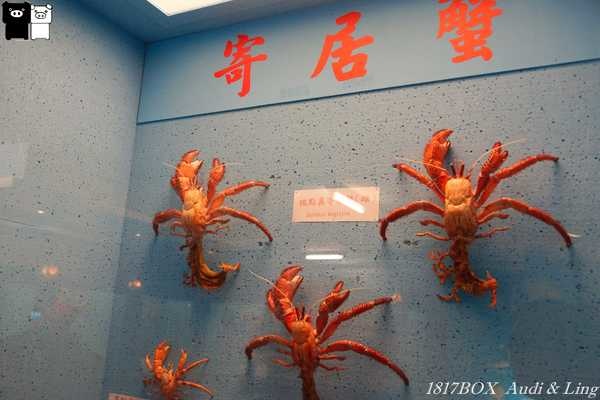 【澎湖。西嶼】千奇百怪。總類多到數不清。竹灣螃蟹博物館。海綿寶寶蟹老闆現身