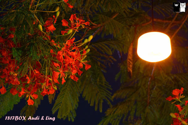 【雲林。斗六】環球科大鳳凰夫妻樹浪漫點燈。夜拍。鳳凰樹。愛月樓 @1817BOX部落格