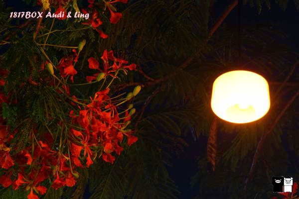 【雲林。斗六】環球科大鳳凰夫妻樹浪漫點燈。夜拍。鳳凰樹。愛月樓 @1817BOX部落格