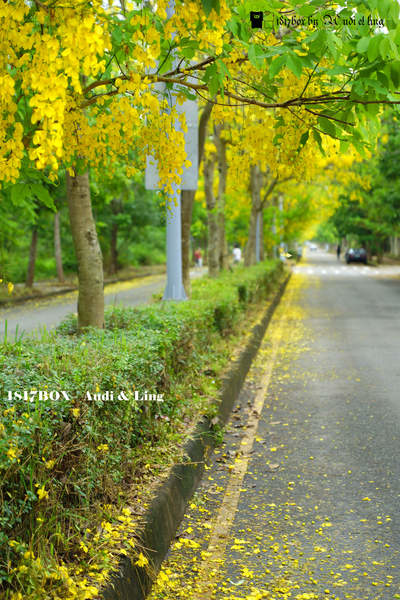 【台南。歸仁】金色大道。阿勃勒黃金雨。台南高鐵阿勃勒浪漫登場 @1817BOX部落格