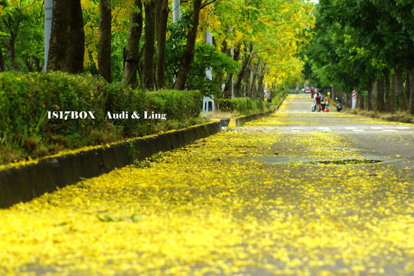 【台南。歸仁】金色大道。阿勃勒黃金雨。台南高鐵阿勃勒浪漫登場