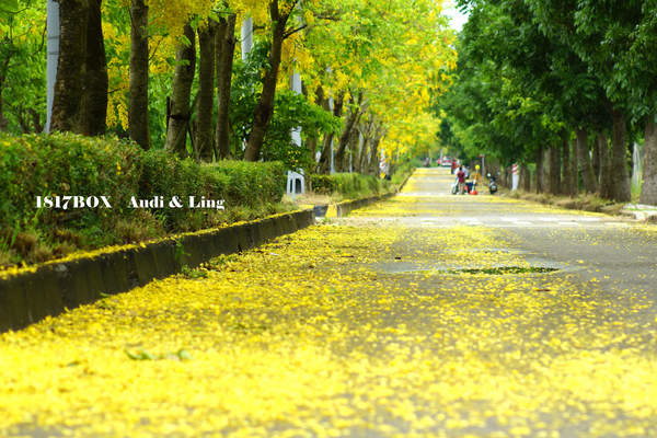 【台南。歸仁】金色大道。阿勃勒黃金雨。台南高鐵阿勃勒浪漫登場