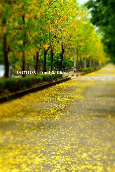 【台南。歸仁】金色大道。阿勃勒黃金雨。台南高鐵阿勃勒浪漫登場 @1817BOX部落格