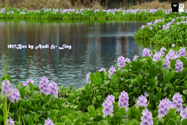 【嘉義。水上】數大。超美。紫色布袋蓮。鳳眼蓮。柴頭埤休閒公園。柴頭埤休閒步道 @1817BOX部落格