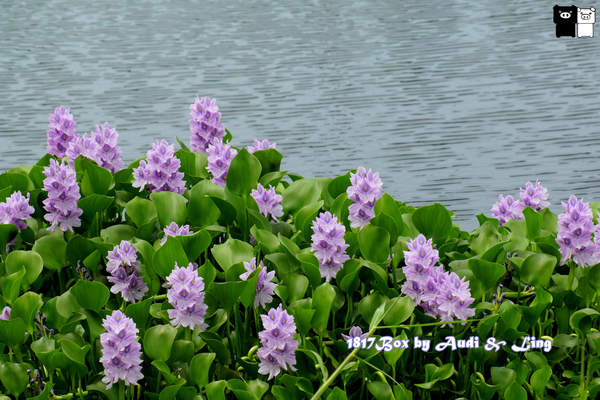 【嘉義。水上】數大。超美。紫色布袋蓮。鳳眼蓮。柴頭埤休閒公園。柴頭埤休閒步道
