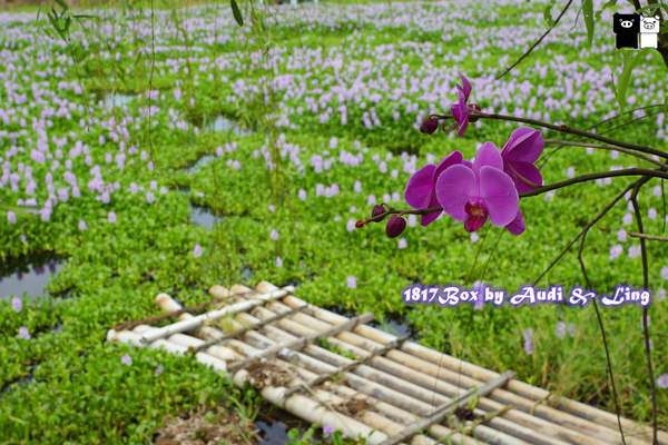 【嘉義。水上】數大。超美。紫色布袋蓮。鳳眼蓮。柴頭埤休閒公園。柴頭埤休閒步道