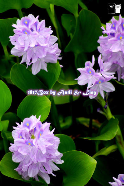 【嘉義。水上】數大。超美。紫色布袋蓮。鳳眼蓮。柴頭埤休閒公園。柴頭埤休閒步道 @1817BOX部落格