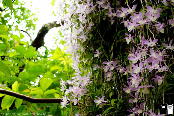 【嘉義。番路】長在樹上的蘭花。壯觀的天宮石斛蘭。彷彿置身在熱帶雨林中