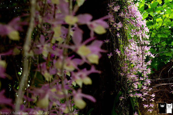 【嘉義。番路】長在樹上的蘭花。壯觀的天宮石斛蘭。彷彿置身在熱帶雨林中