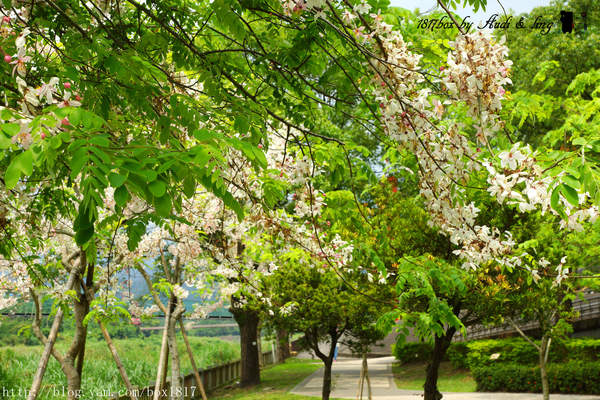 【嘉義。竹崎】又見櫻花開？ 竹崎親水公園。花旗木（桃紅陣雨樹）綻放 @1817BOX部落格