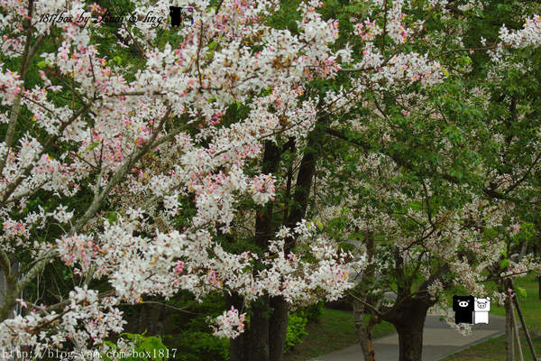 【嘉義。竹崎】又見櫻花開？ 竹崎親水公園。花旗木（桃紅陣雨樹）綻放