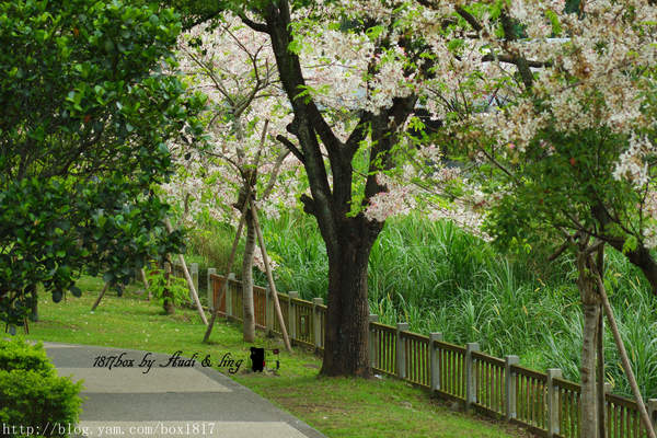 【嘉義。竹崎】又見櫻花開？ 竹崎親水公園。花旗木（桃紅陣雨樹）綻放 @1817BOX部落格