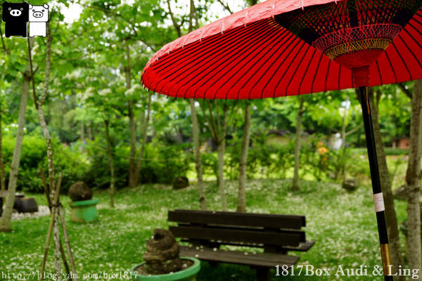 【南投。埔里】在桐花樹下。與日本裏千家茶道茶會相會。牛耳藝術渡假村(牛耳桐花林) @1817BOX部落格