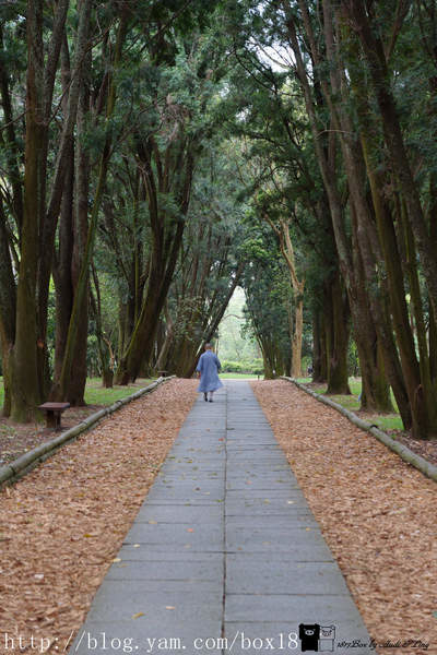 【南投。竹山】下坪林熱帶植物園。深不見底肖楠步道。巨型傘生態教室。臺灣大學實驗林。林木蒼鬱。綠意盎然