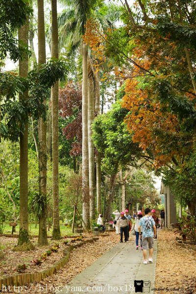 【南投。竹山】下坪林熱帶植物園。深不見底肖楠步道。巨型傘生態教室。臺灣大學實驗林。林木蒼鬱。綠意盎然
