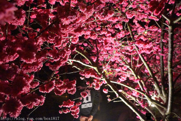 【台中。后里】2016后里泰安櫻花季。夜賞櫻花。泰安派出所櫻花滿開