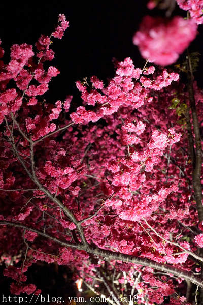 【台中。后里】2016后里泰安櫻花季。夜賞櫻花。泰安派出所櫻花滿開 @1817BOX部落格
