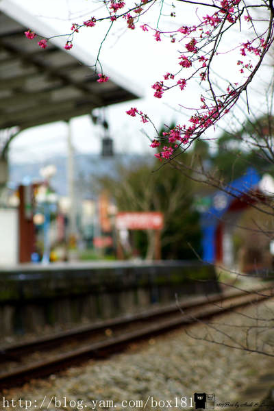 【新竹。橫山】櫻花火車站。幸福列車。橫山火車站S彎道 @1817BOX部落格