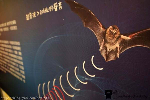 【雲林。水林】預約幸蝠。黃金蝙蝠生態館。台灣第一座以蝙蝠保育為主軸的自然旅遊場館 @1817BOX部落格