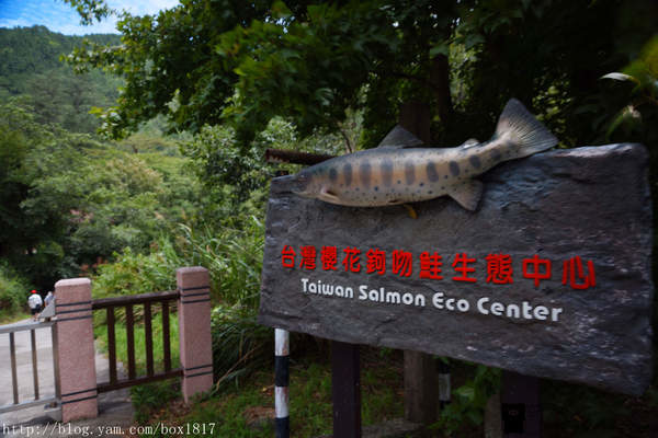 【台中。和平】台灣櫻花鉤吻鮭生態中心（鮭魚館）。七家灣溪。鮭魚的家。武陵農場觀魚台 @1817BOX部落格